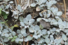 Eriogonum wrightii oresbium