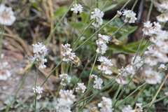 Eriogonum wrightii oresbium