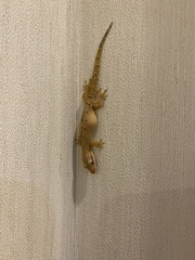 Lepidodactylus lugubris