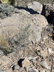 Acleisanthes angustifolia