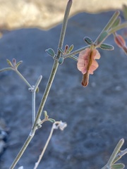 Acleisanthes angustifolia