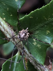 Leptobunus parvulus