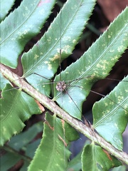 Leptobunus parvulus