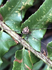 Leptobunus parvulus