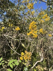Sinclairia glabra