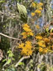 Sinclairia glabra