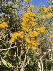 Sinclairia glabra