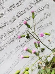Emilia sonchifolia image
