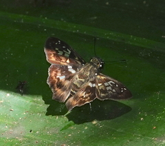 Udranomia kikkawai