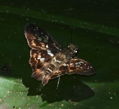 Udranomia kikkawai
