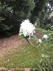 Justicia carnea