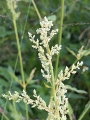 Iresine diffusa image