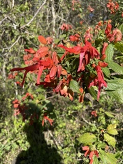 Salvia sessei