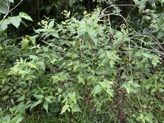 Koanophyllon dolicholepis