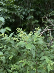 Koanophyllon dolicholepis