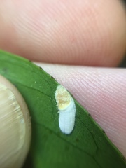 Pulvinaria camelicola