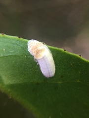 Pulvinaria camelicola