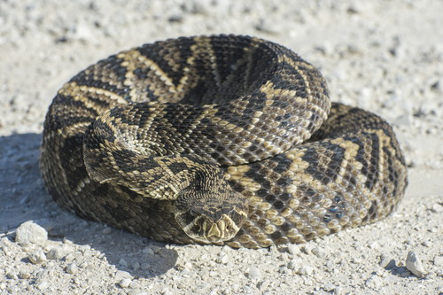 Eastern Diamondback Rattlesnake