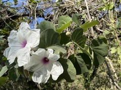 Ipomoea praecana