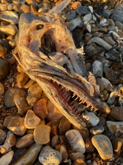 Merluccius merluccius