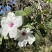 Ipomoea praecana - Photo (c) Alejandro Flores-Palacios, some rights reserved (CC BY-NC), uploaded by Alejandro Flores-Palacios