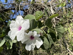 Ipomoea praecana