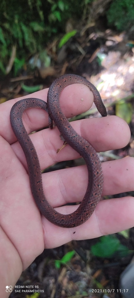 Manizales Ground Snake