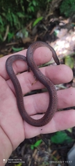 Atractus manizalesensis