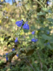 Salvia leptostachys