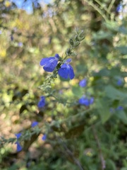Salvia leptostachys