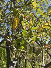Bursera cerasiifolia