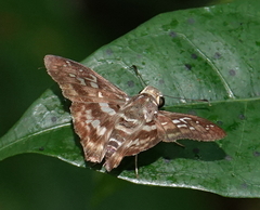 Udranomia kikkawai