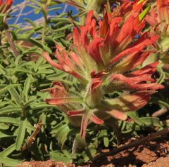 Castilleja scabrida