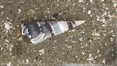 Turritella banksii