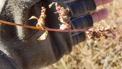 Chenopodium fremontii