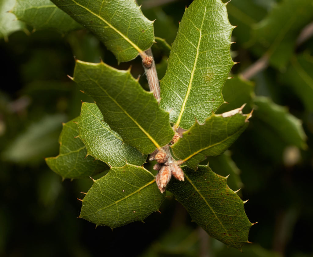 Interior Live Oak (Trees and Shrubs of Folsom, California) · iNaturalist