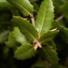 Quercus wislizeni - Photo (c) Tony Iwane, μερικά δικαιώματα διατηρούνται (CC BY-NC), uploaded by Tony Iwane