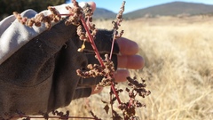Chenopodium fremontii