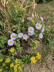 Aster spathulifolius