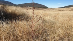 Chenopodium fremontii