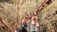 Chenopodium fremontii