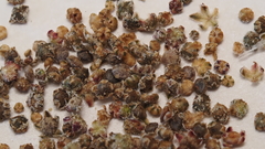 Chenopodium fremontii