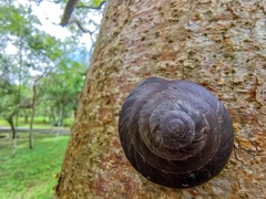 Caracolus excellens