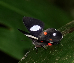 Cyrenia martia