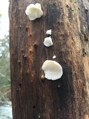 Fungi