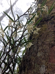 Epidendrum mixtum