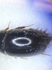 Cymbiodyta toddi