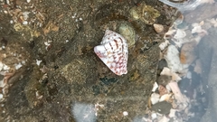 Microcithara harpiformis