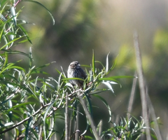Xenospiza baileyi