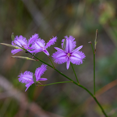 Thysanotus racemoides
